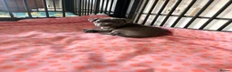 Staffordshire Bull Terrier dogs for sale: Blue & White KC Staffordshire Bull Terrier Puppy - Advert 5