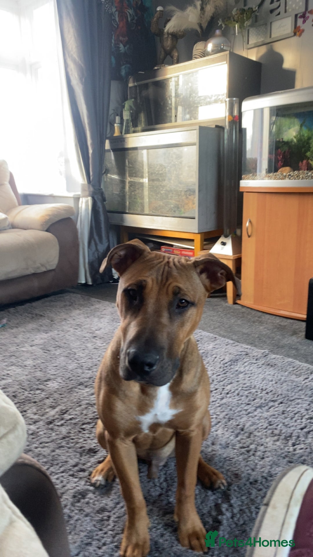 Mixed Breed dogs for sale: Dog for sale  - Advert 2