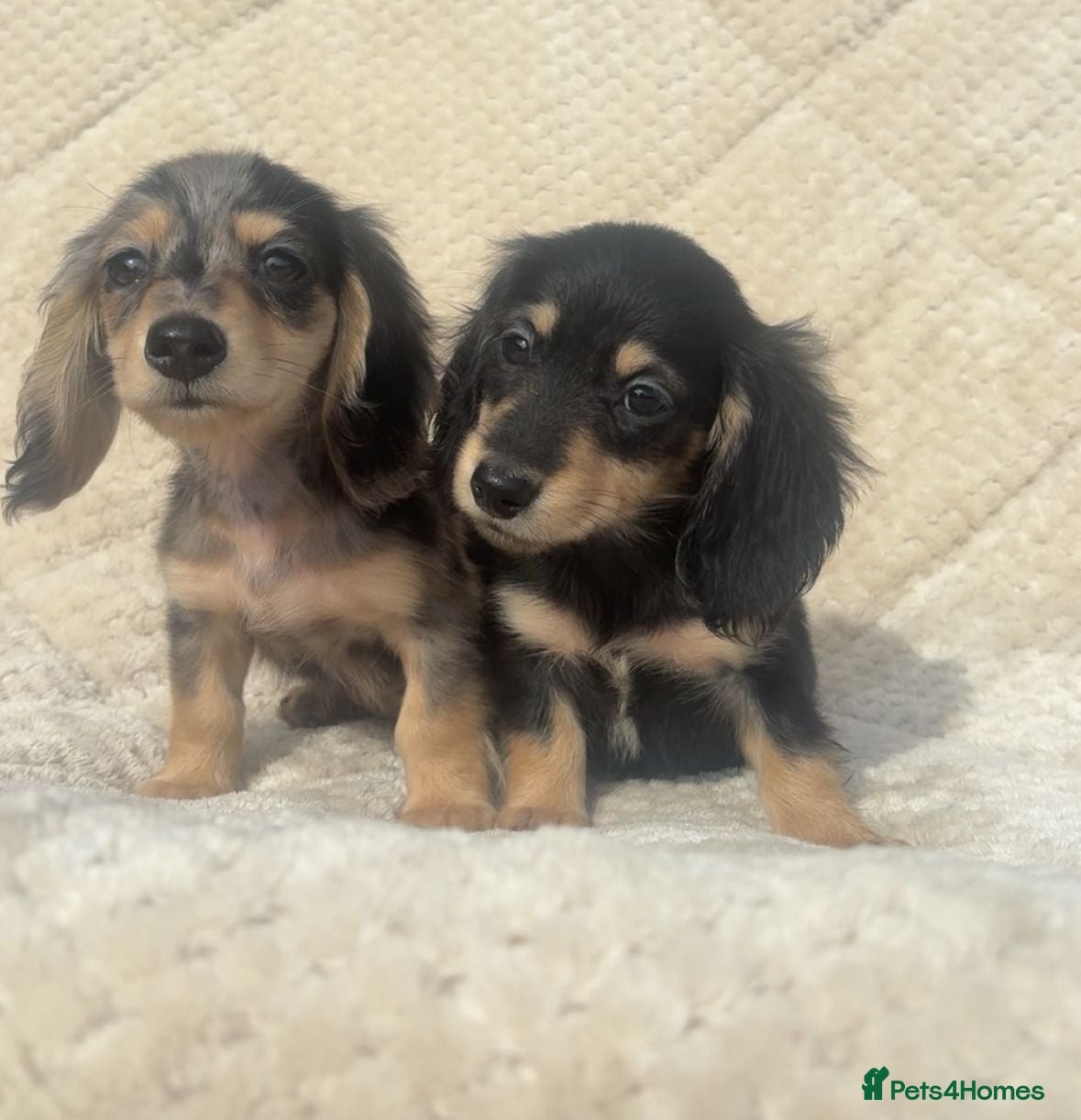 Miniature Dachshund dogs Mini long hair dachshund  - Advert 1