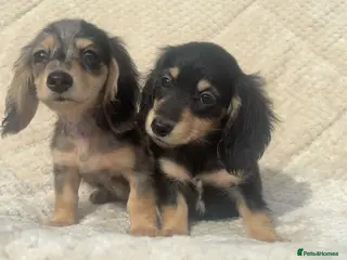 Miniature Dachshund dogs Mini long hair dachshund - Advert 1