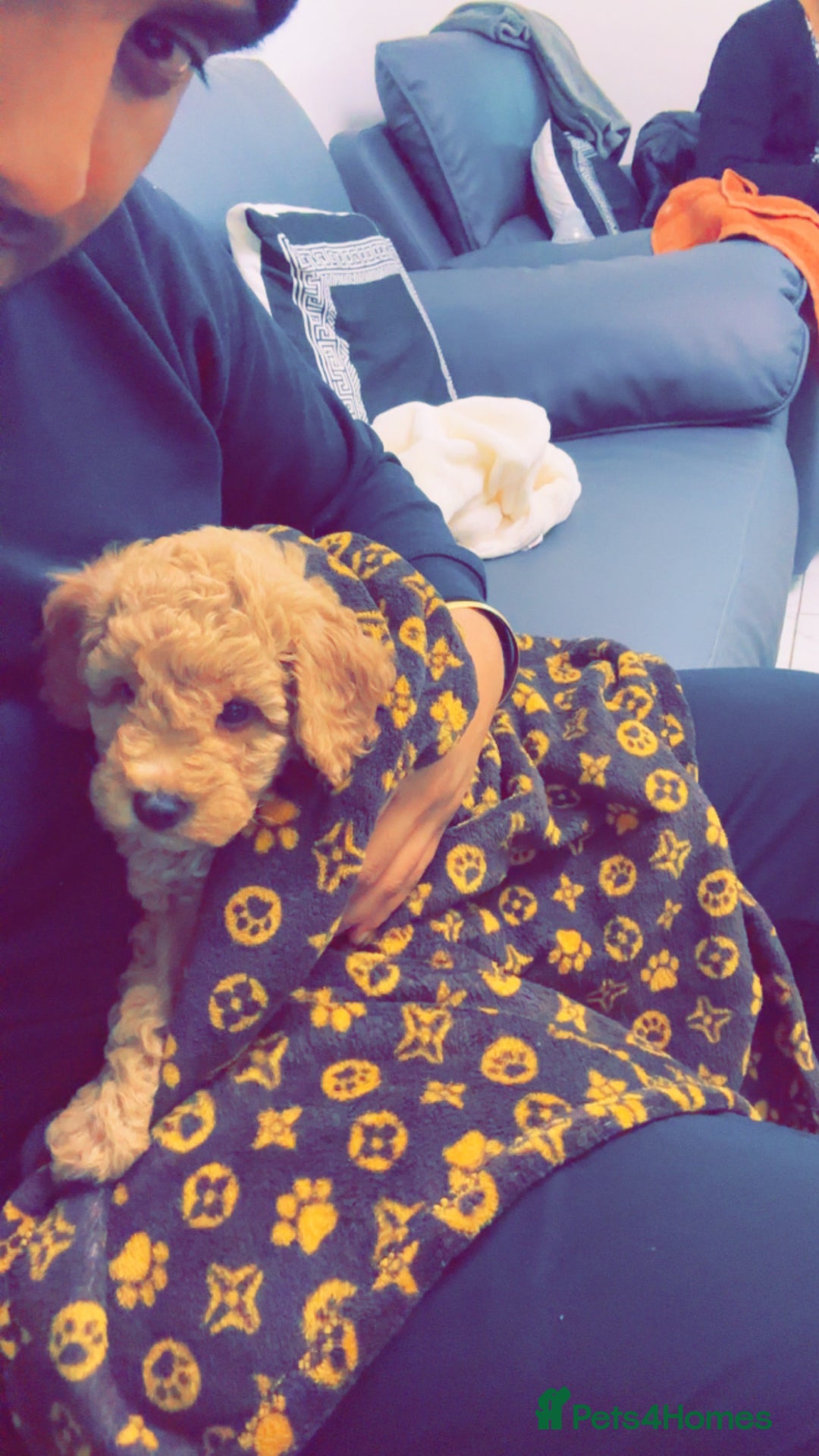 Cavapoo dogs for sale: F1 Cavapoo Puppy (9 weeks old male) - Image 4