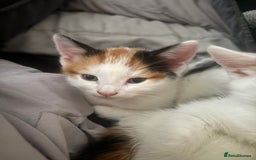 Mixed Breed cats for sale: gorgeous kittens - Image 6