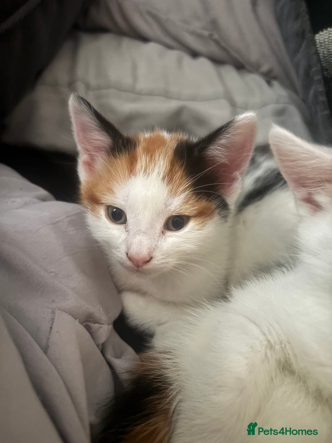 Mixed Breed cats for sale: gorgeous kittens - Image 6