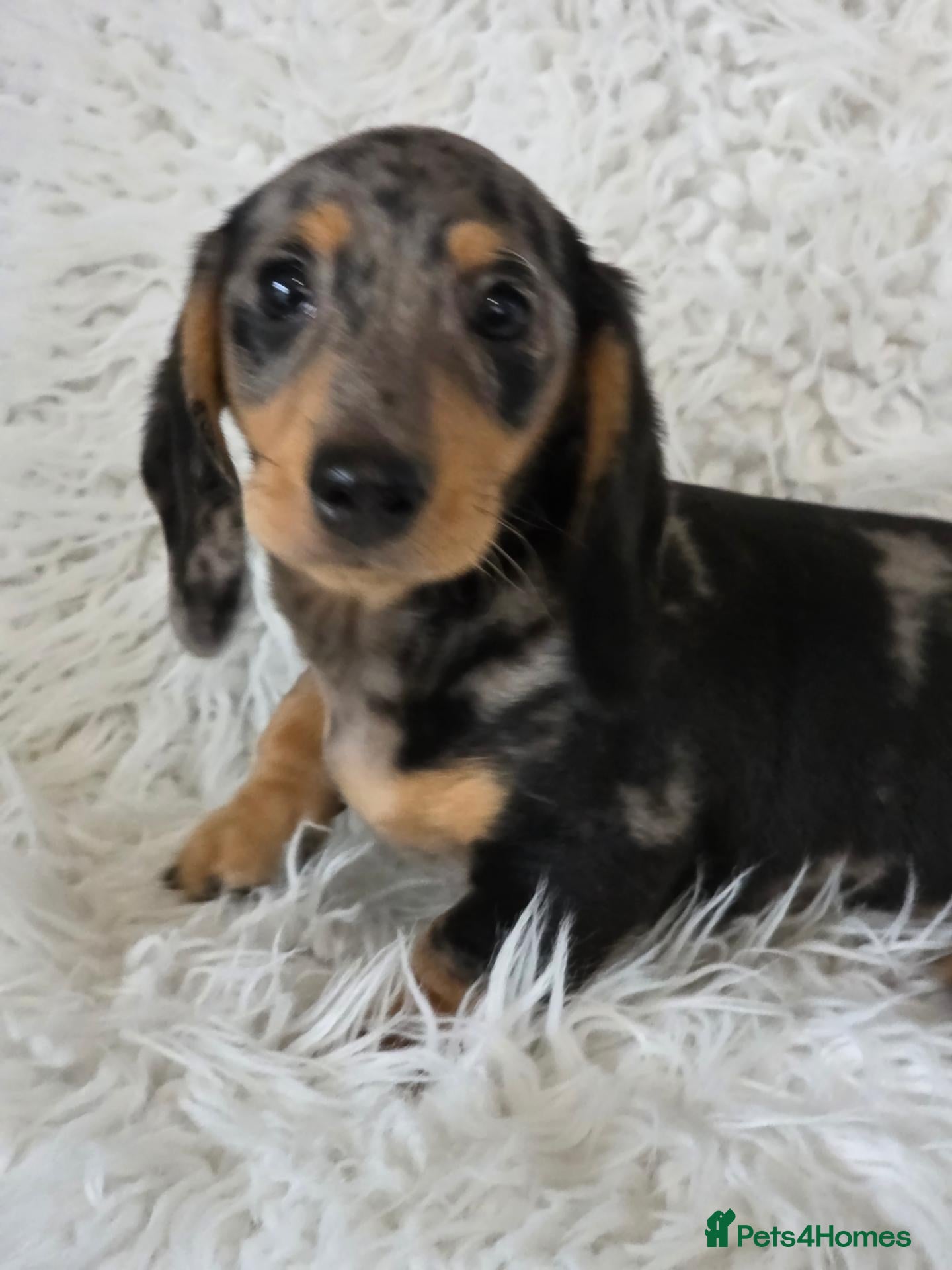 Miniature Dachshund dogs for sale: KC Silver dapple & cream boy. ready now  - Advert 18