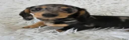 Miniature Dachshund dogs for sale: KC Silver dapple & cream boy. ready now  - Advert 1