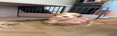 Cockapoo 7