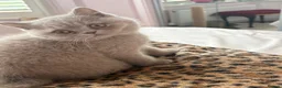 British Shorthair cats for sale: Lilac British shorthair gccf registered kittens  - Advert 5