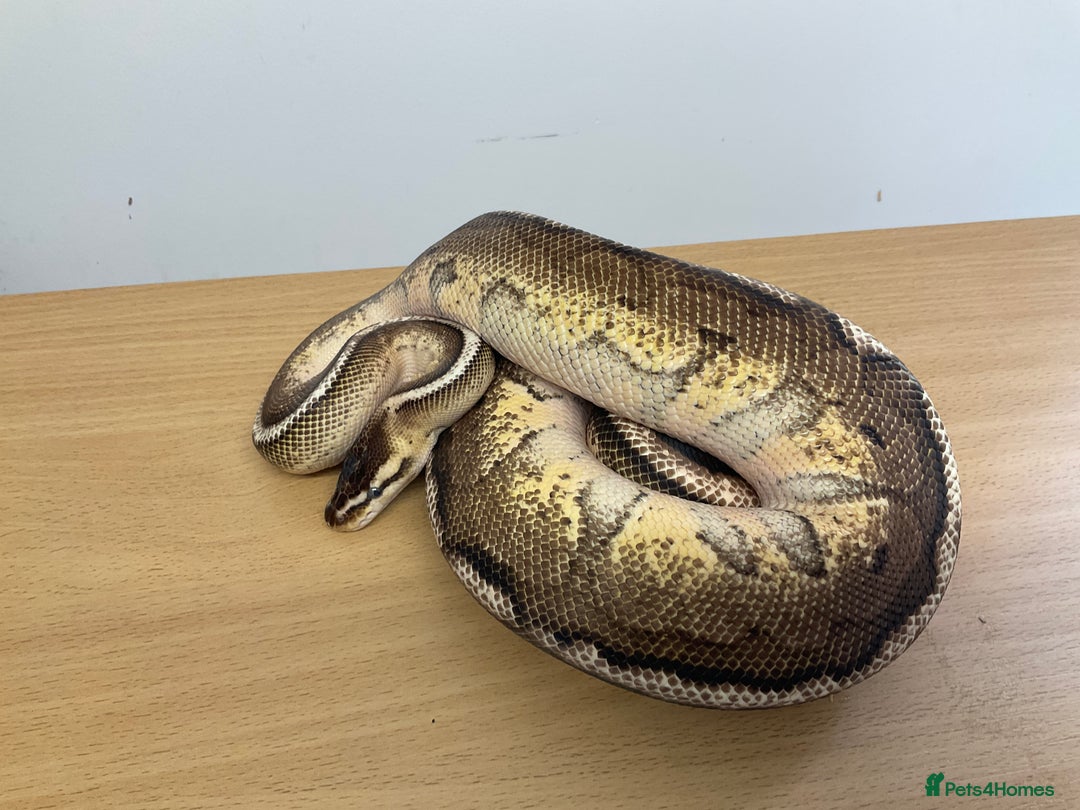 Python Snake reptiles for sale: Royal Pythons  - Image 12