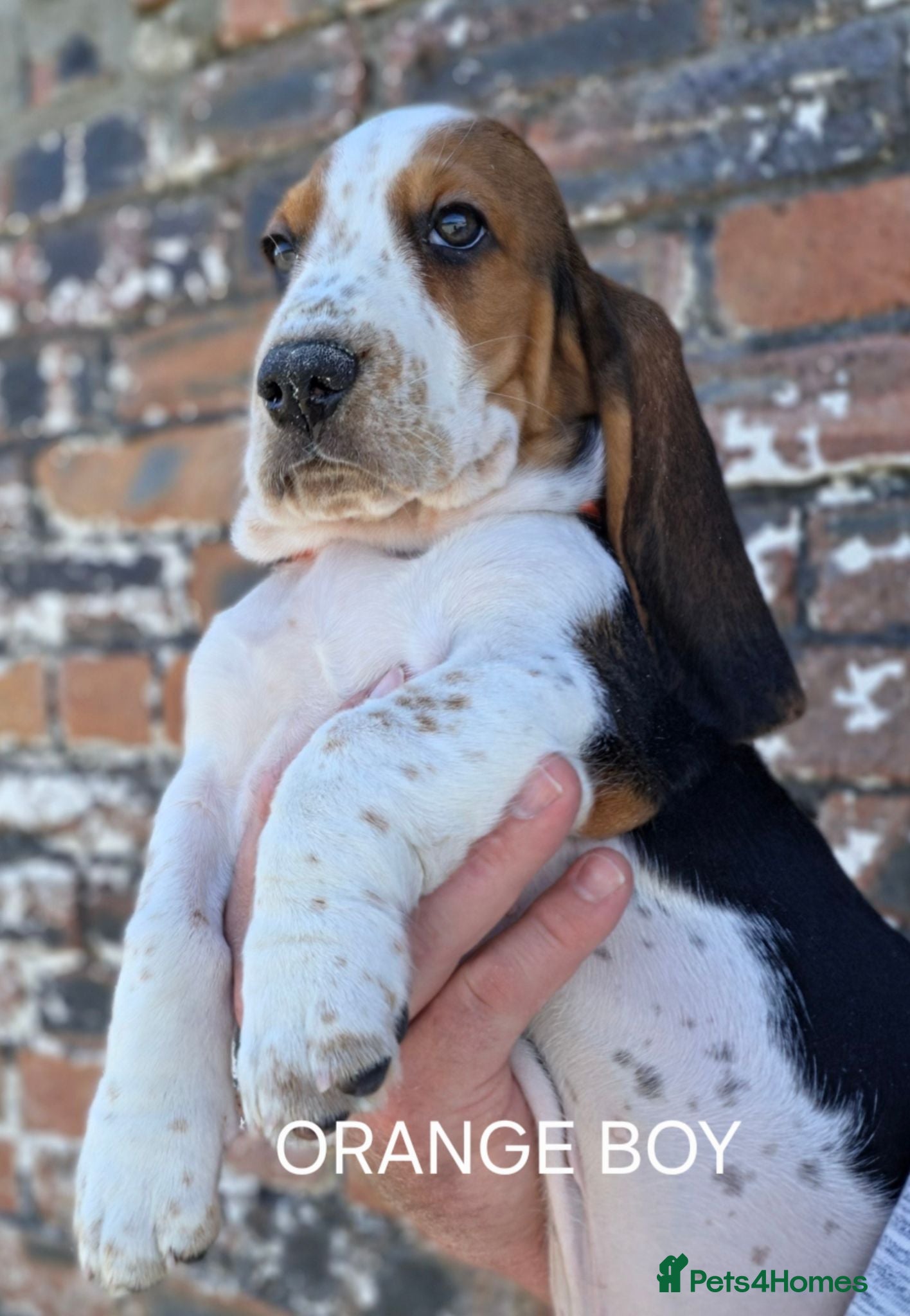 Basset Hound dogs KC BASSET HOUND PUPPIES FROM HEALTH TESTED PARENTS - Advert 1