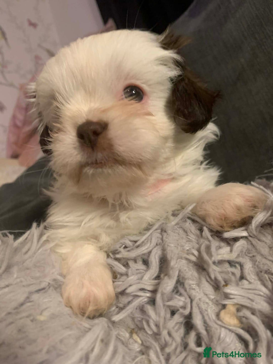 Shih Tzu dogs for sale: Gorgeous litter Shih tzu’s - Advert 8