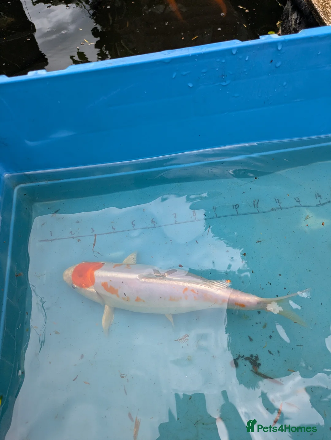 Koi Carp fish for sale: Koi carp close down pond  - Advert 8