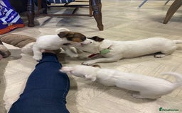 Jack Russell dogs for sale: Two girl puppies available  - Image 21