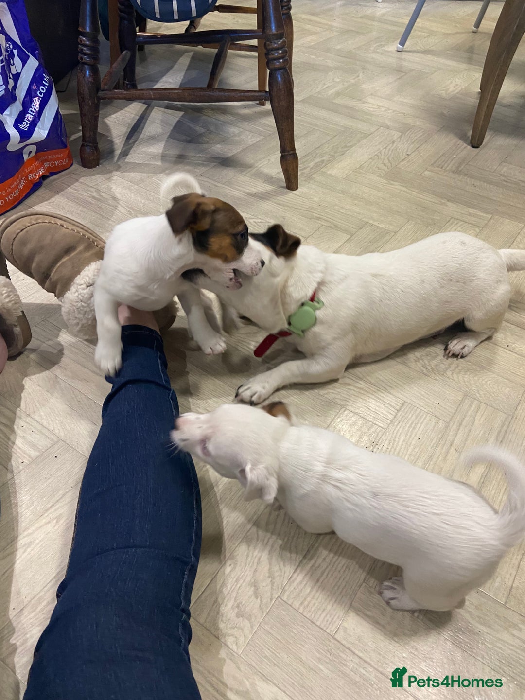 Jack Russell dogs for sale: Two girl puppies available  - Image 21