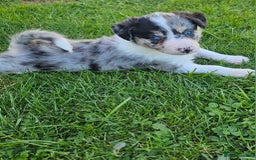 Border Collie dogs for sale: Unique blue eyed blue merle border collie puppies - Image 16