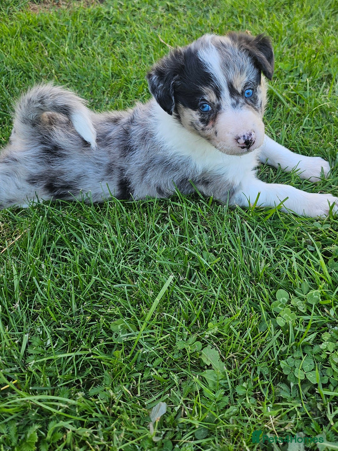 Border Collie dogs for sale: Unique blue eyed blue merle border collie puppies - Image 16