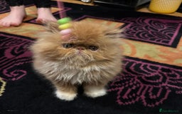 Persian cats for sale: Beautiful red/white pedigree Persian male kitten - Image 13