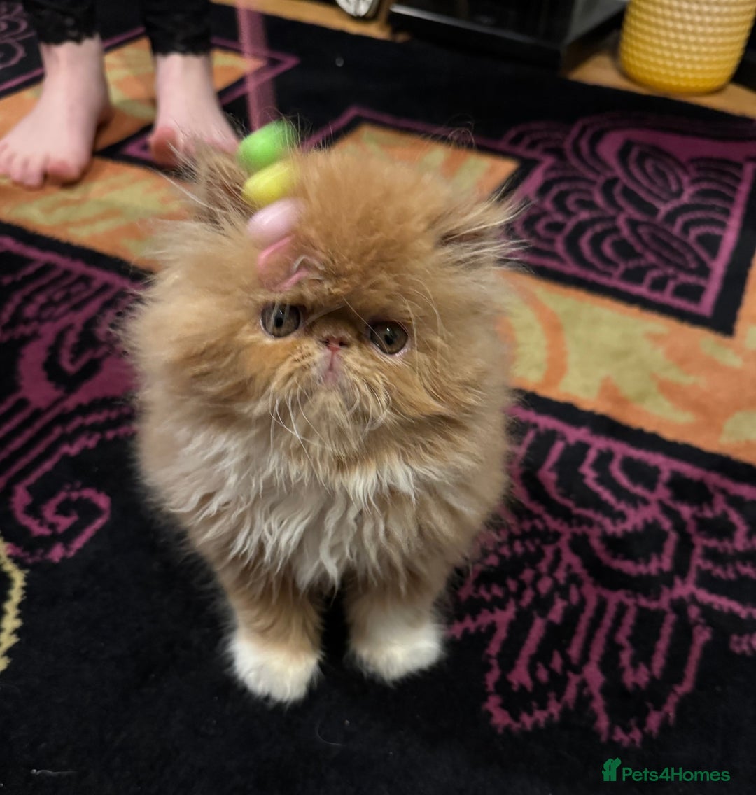 Persian cats for sale: Beautiful red/white pedigree Persian male kitten - Image 13