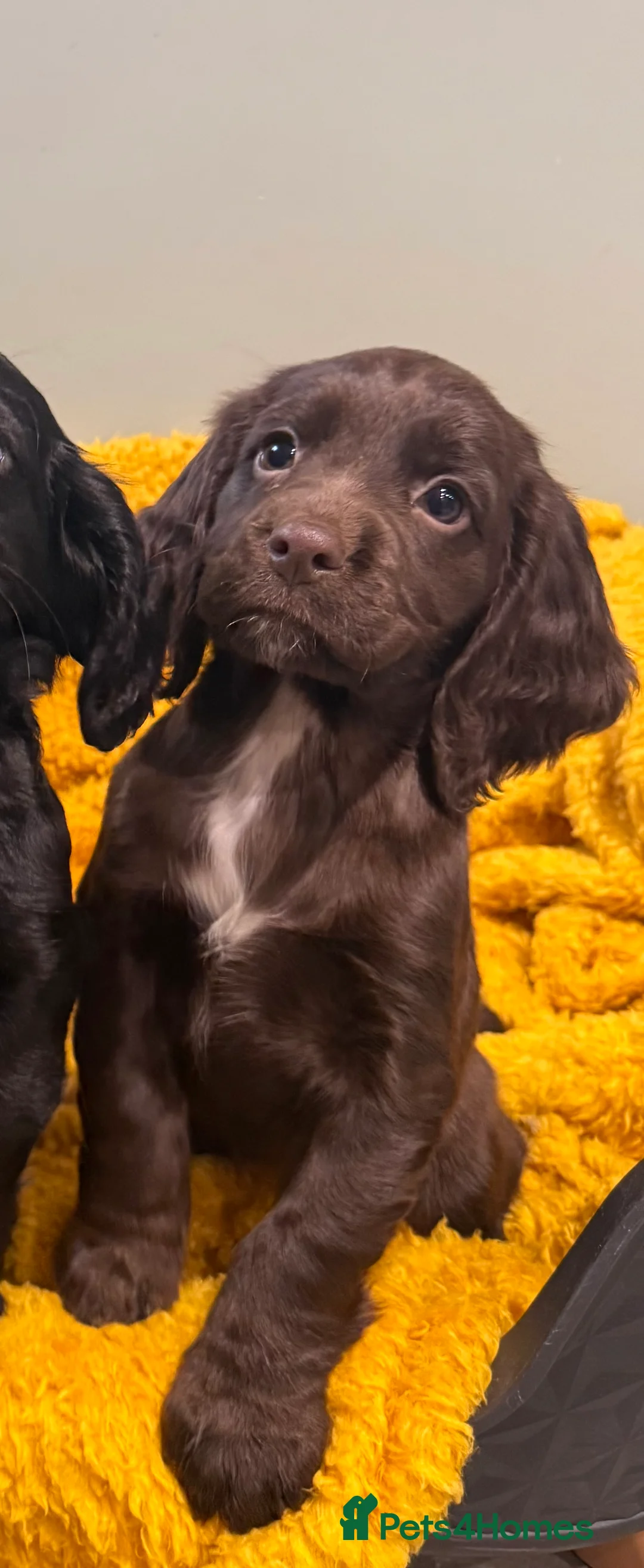 Sprocker dogs for sale: Stunning Sprocker puppies Cocker/Springer  - Advert 11