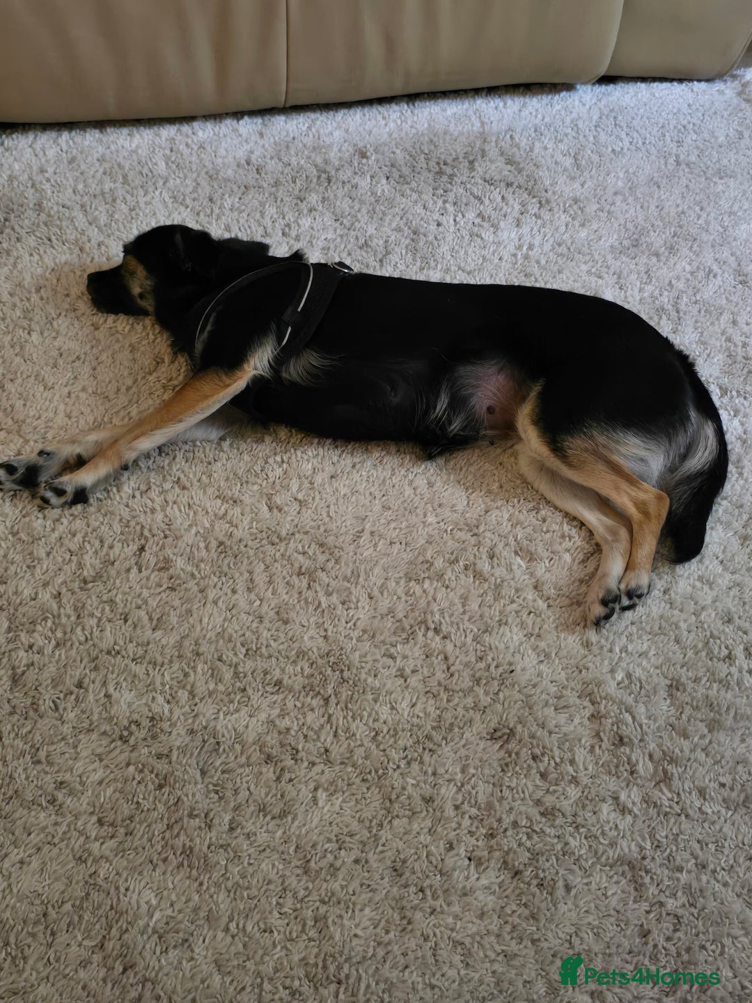 Mixed Breed dogs for sale: Small crossbreed chihuahua type female  - Image 3