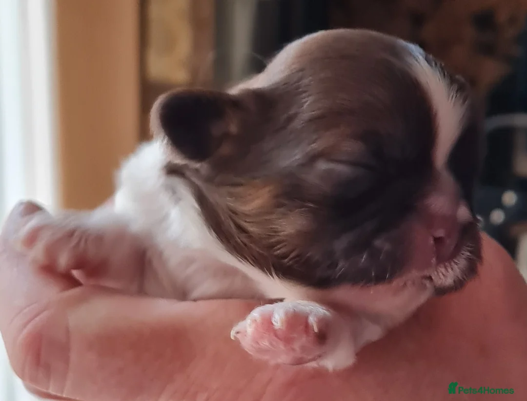 Shih Tzu dogs for sale: Imperial Shih Tzu female, 22 months KC registered. - Advert 31