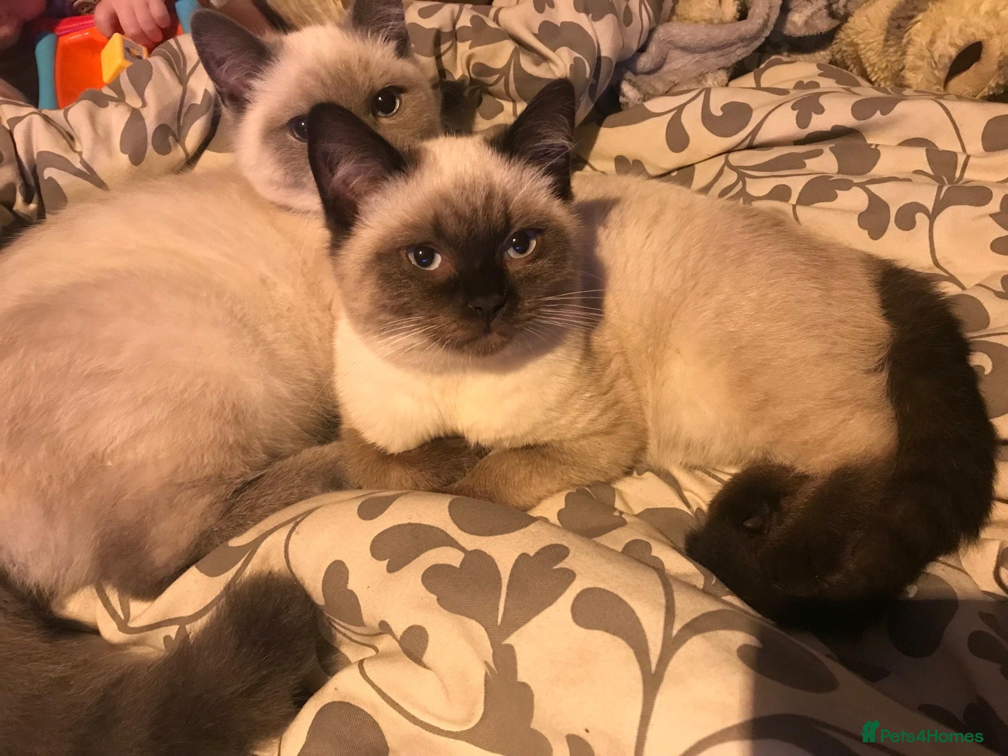 Siamese cats Purebred Siamese Kittens - Advert 2