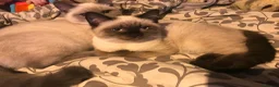 Siamese cats for sale: Purebred Siamese Kittens in Solihull - Advert 1