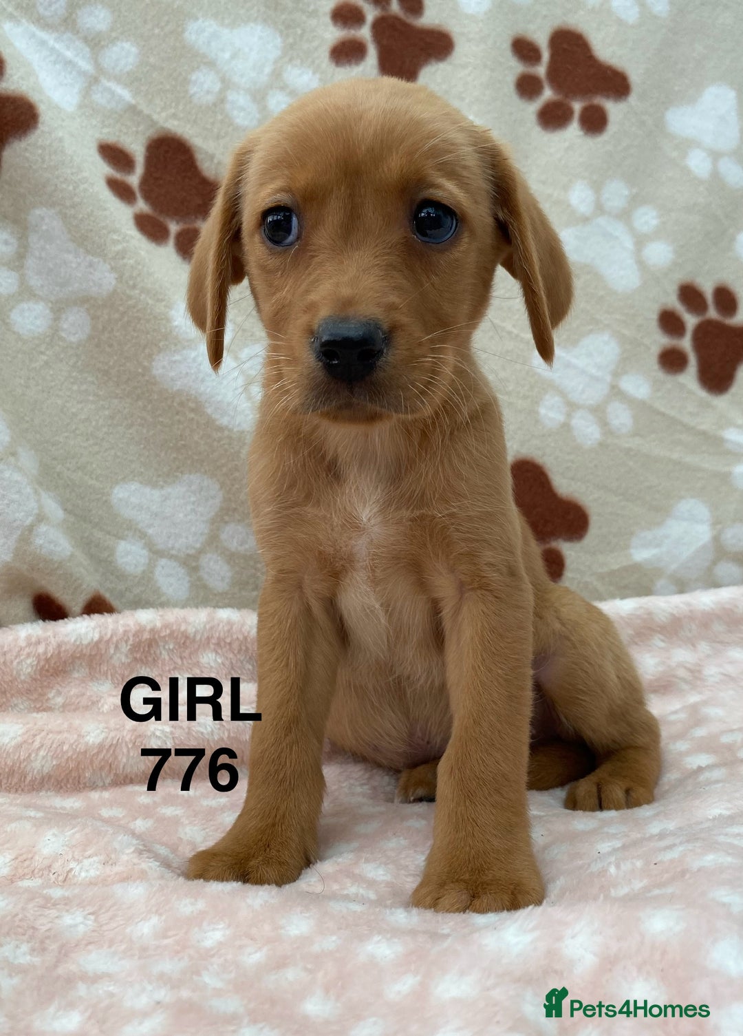 Labrador Retriever dogs for sale: Kc registered Labrador Retrievers - Image 10