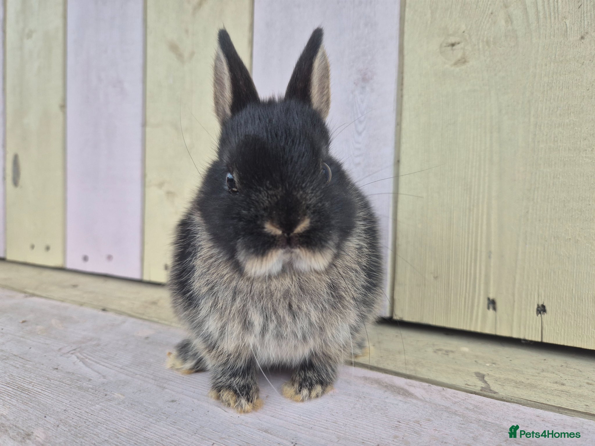 Netherland Dwarf rabbits for sale: 🩵PRETTIEST NETHERLAND DWARF COLOURED BABIES 🩷 - Advert 4