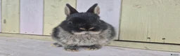 Netherland Dwarf rabbits for sale: 🩵PRETTIEST NETHERLAND DWARF COLOURED BABIES 🩷 - Advert 25