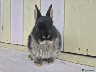 Netherland Dwarf rabbits for sale: 🩵PRETTIEST NETHERLAND DWARF COLOURED BABIES 🩷 - Advert 4