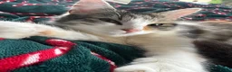 Domestic Shorthair cats for sale: Female cat medium haired girl  - Advert 12
