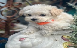 Maltipoo dogs for sale: F1 maltipoo - Image 25