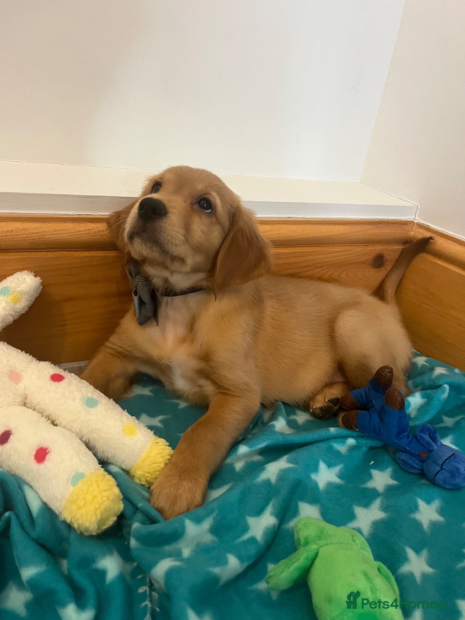 Golden Retriever dogs KC Fox Red Golden Retriever Puppies  - Advert 1