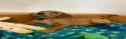 Golden Retriever dogs for sale: KC Fox Red Golden Retriever Puppies  - Advert 1