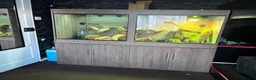 Iguana reptiles for sale: Green iguana 11 months old plus set up - Advert 10