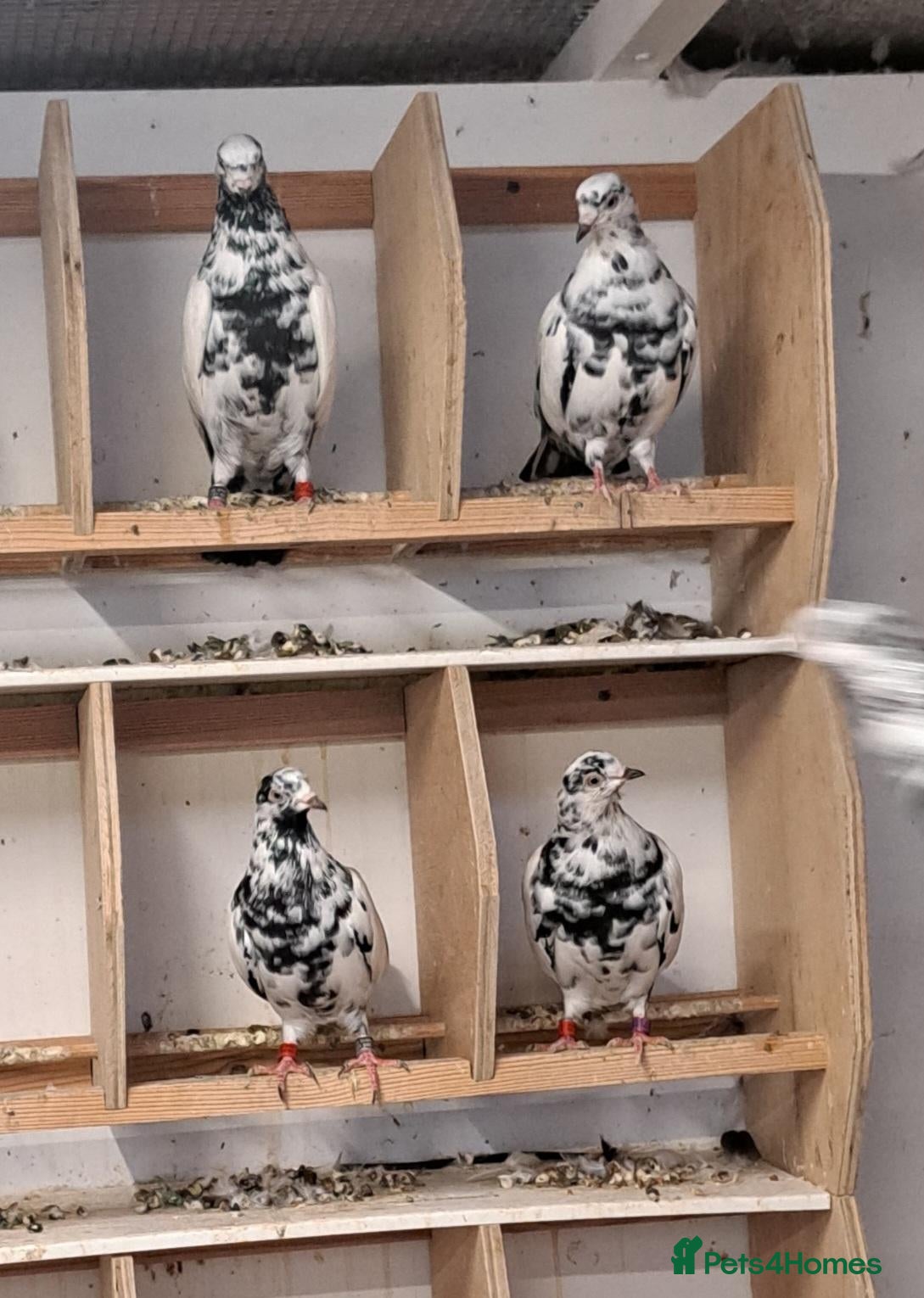 Pigeons birds Tipplers for sale  - Advert 1