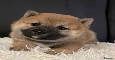 Japanese Shiba Inu dogs - Advert 6