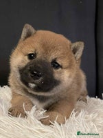 Japanese Shiba Inu dogs - Advert 6