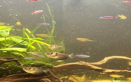 Shrimps fish for sale: CIANO 108L tank with shrimps and fish - Image 6