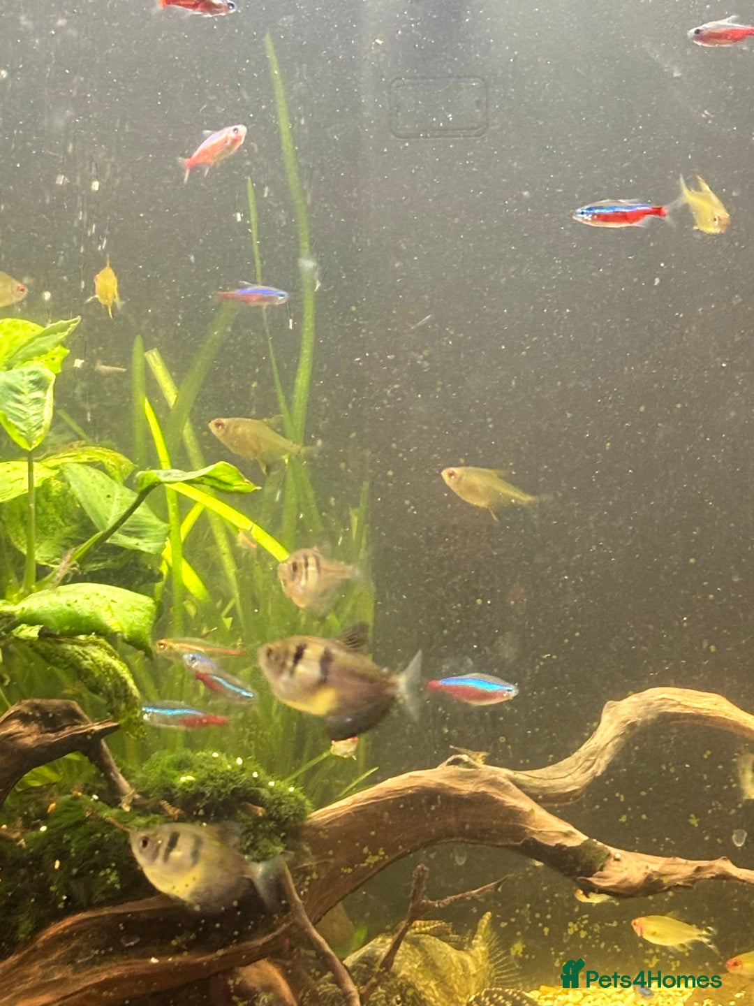 Shrimps fish for sale: CIANO 108L tank with shrimps and fish - Image 6