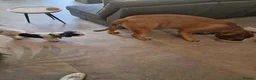 Boerboel dogs for stud: Boerboel  ** tiff for stud in Accrington - Advert 9
