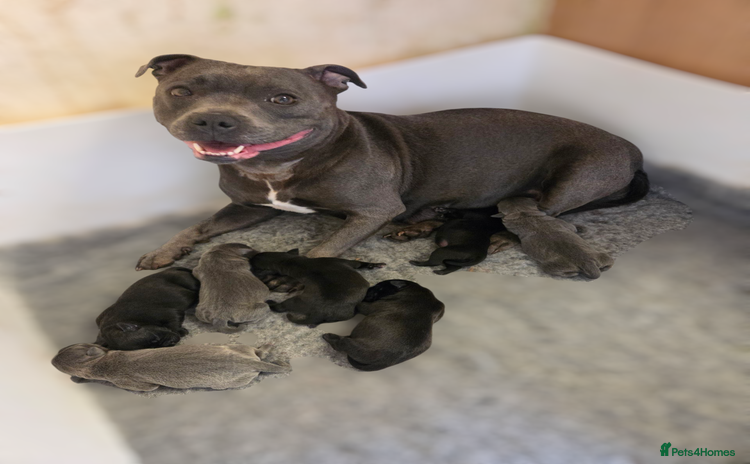 Staffordshire Bull Terrier dogs - Advert 1