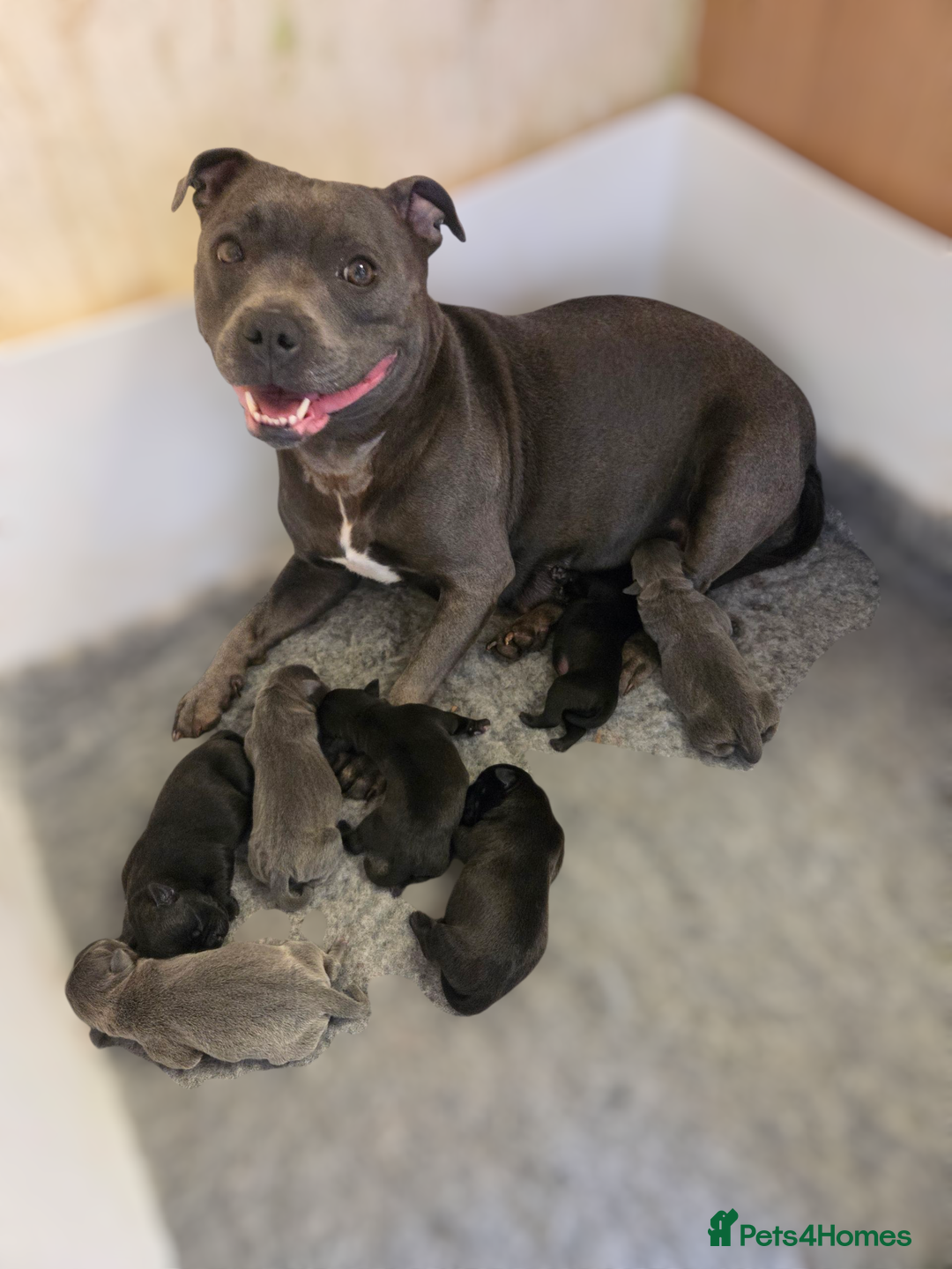 Staffordshire Bull Terrier dogs for sale: Beautiful Staffy Puppies (Blue and Black) - Image 1