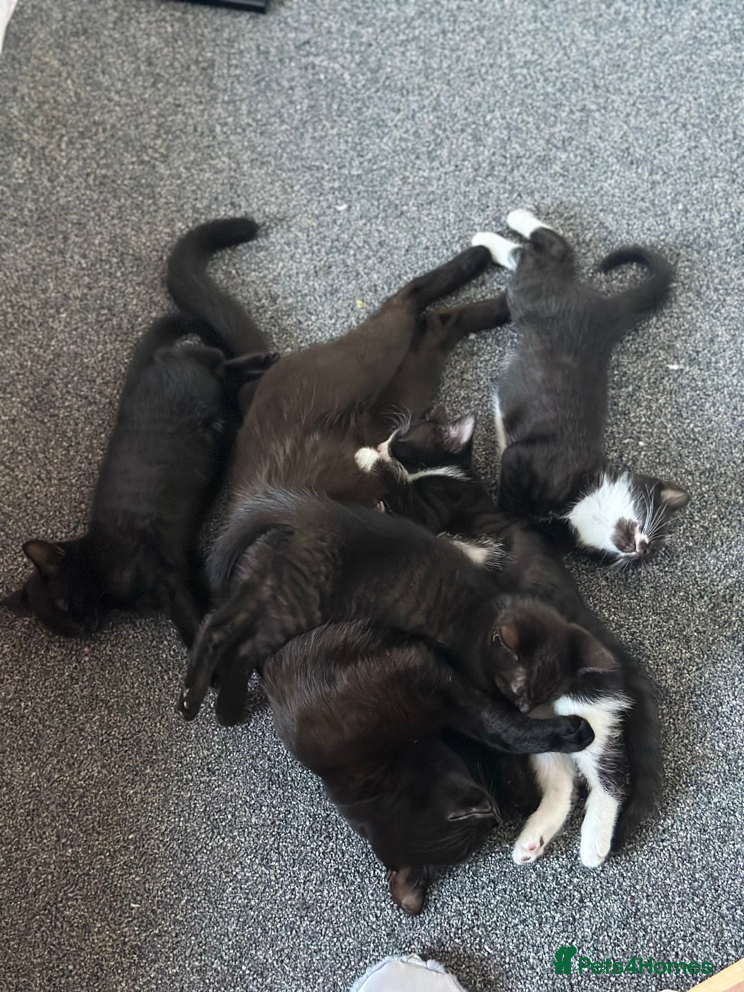 Bombay cats for sale: 4 lovely and healthy kittens  - Image 7