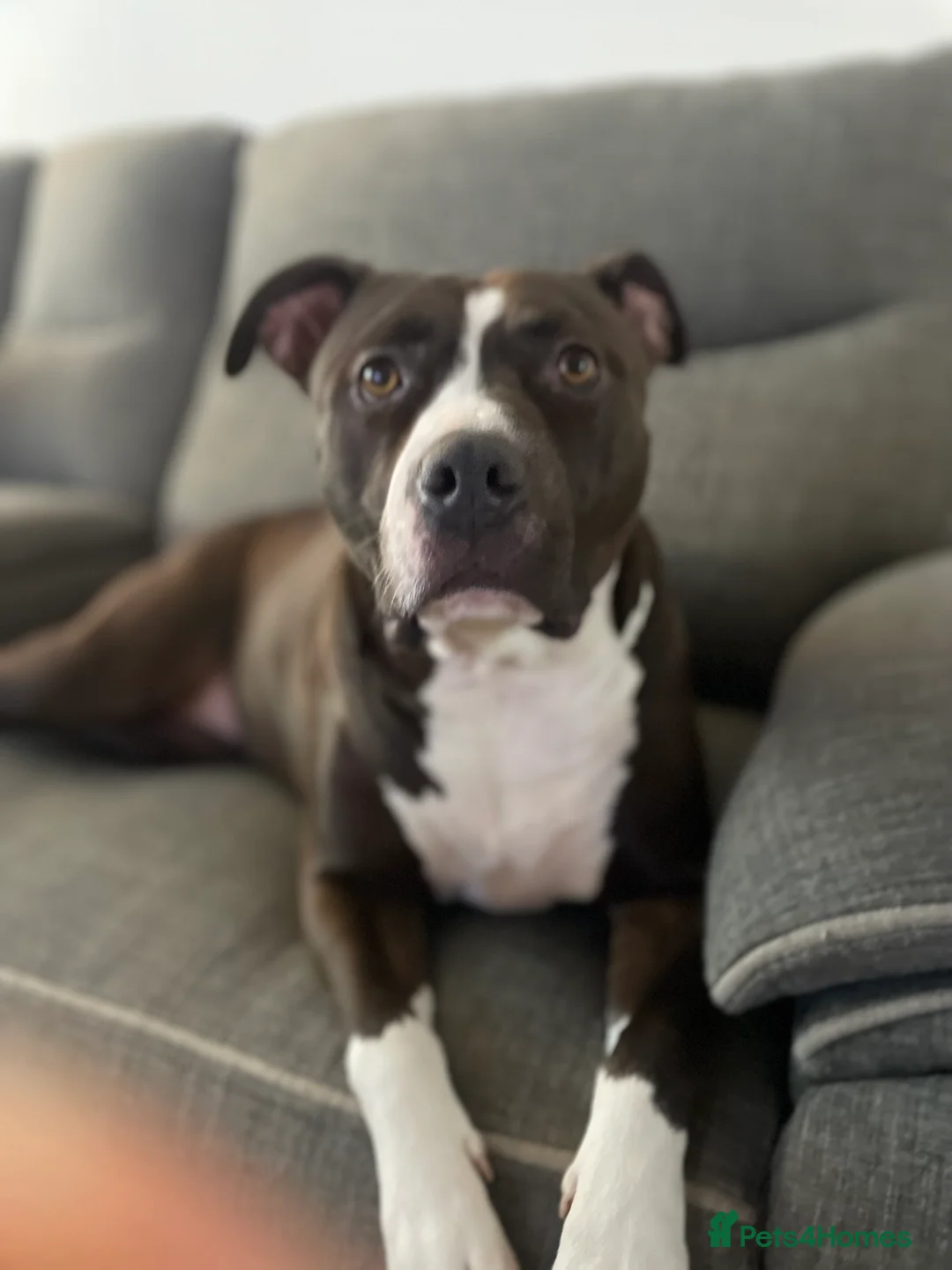 Mixed Breed dogs for sale: Rehoming rio - Advert 6