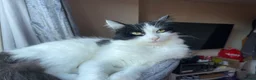 Mixed Breed cats for sale: Beautiful long haired tuxedo needs a home in London - Advert 3
