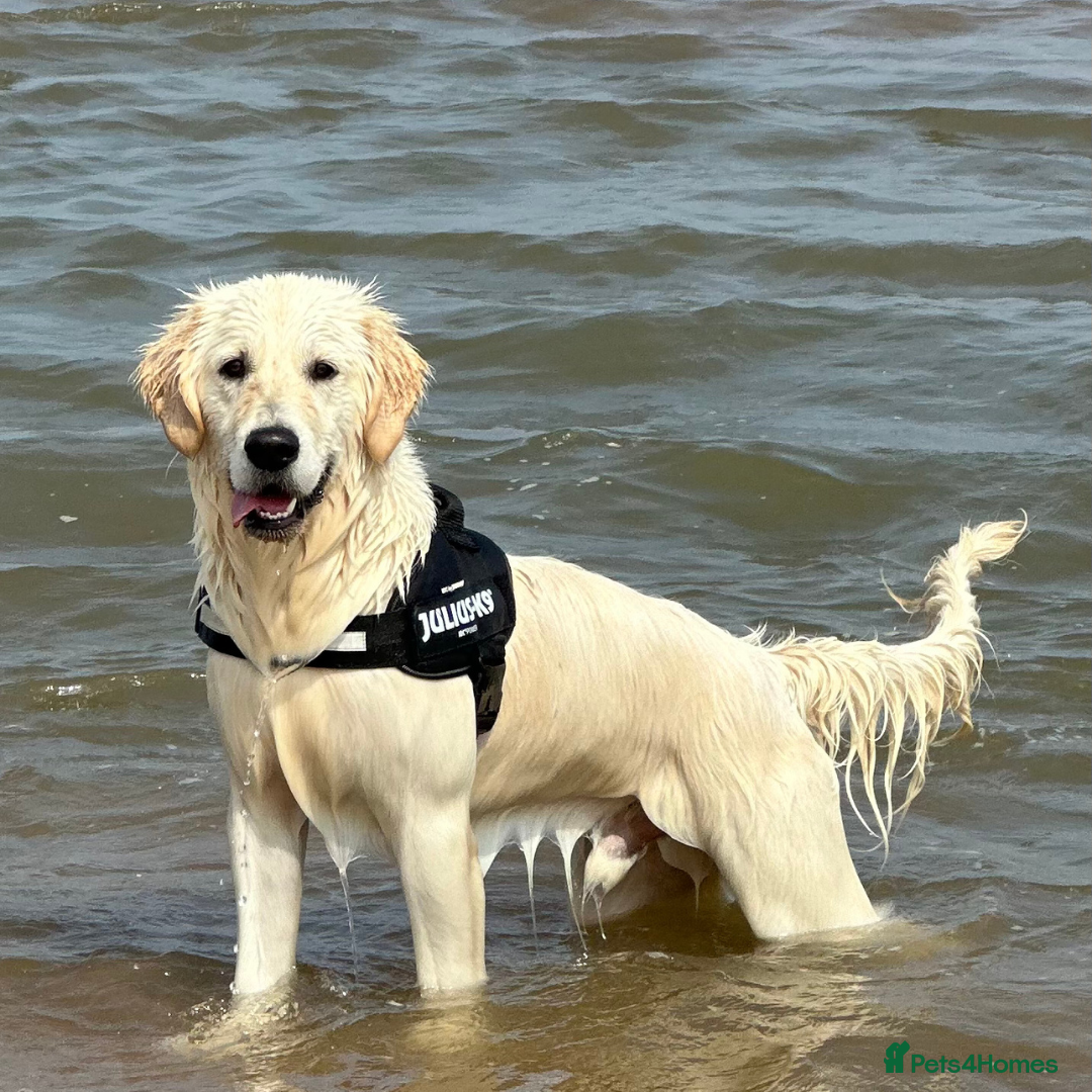 Golden Retriever dogs for stud: Louie Luna Available For Stud K.C. Registered in Bradford - Image 7