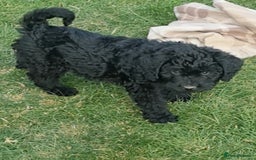 Mixed Breed dogs for sale: GORGEOUS ROTTLE PUPPIES - Image 10