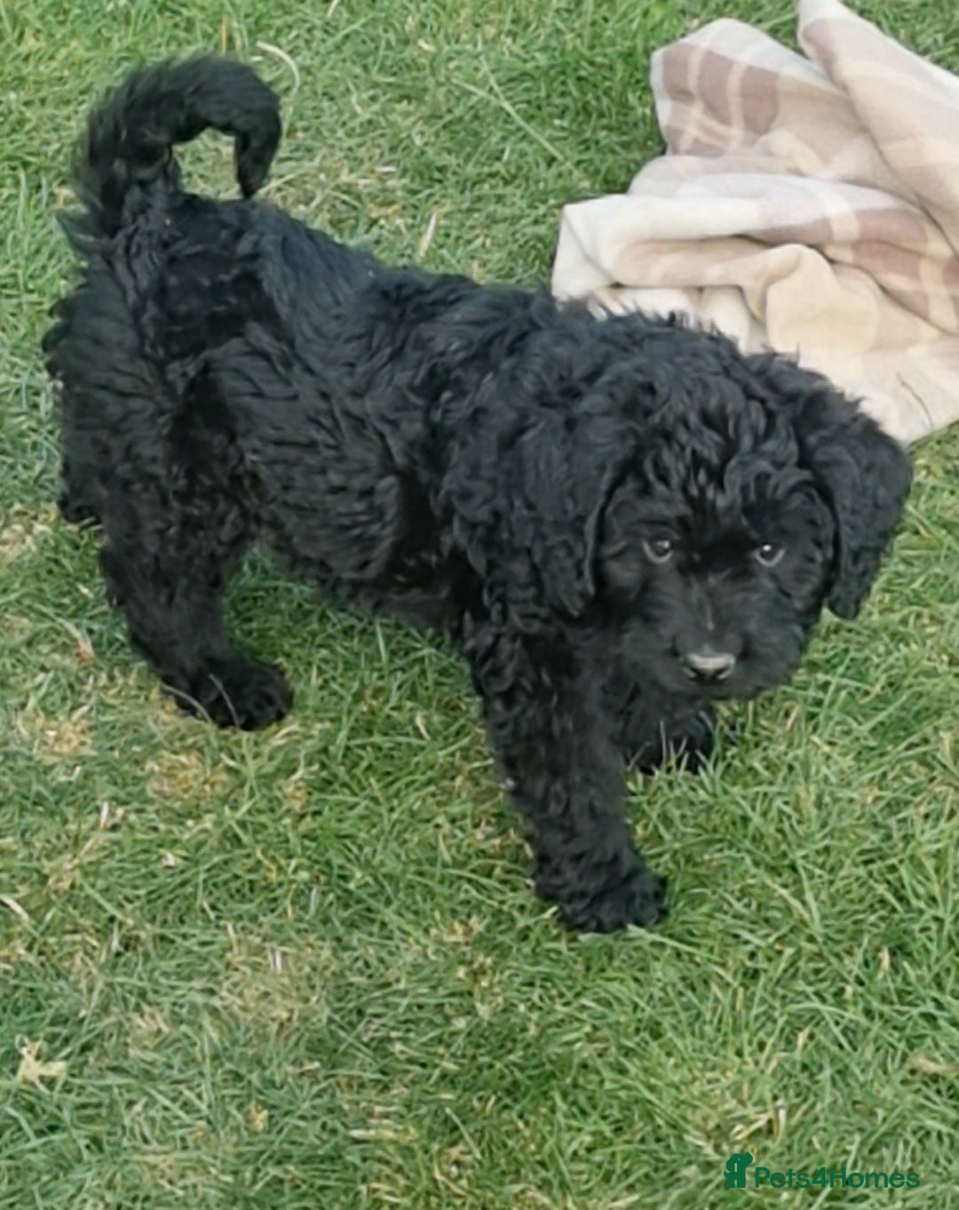 Mixed Breed dogs for sale: GORGEOUS ROTTLE PUPPIES - Image 10