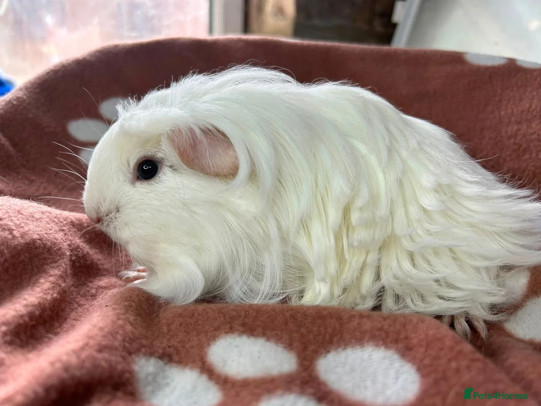 Guinea Pig rodents for sale: Boys boys boys guinea pigs  - Advert 2